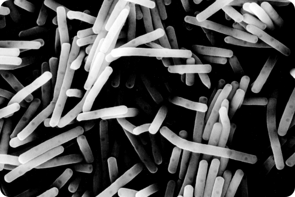 图：乳酸菌